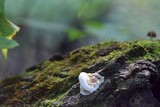Mushroom?