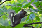 Be very quiet, a very rare Squirrel