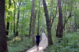 Nice stroll through the woods