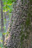 Interesting growth on a tree trunk