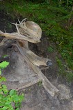 Mangled stump