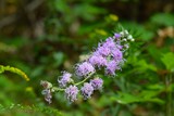 Nice flower