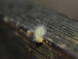 Fuzzy caterpillar