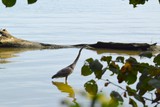 Heron