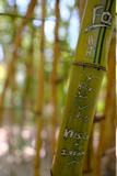 Majorelle Gardens, YSL Museum and Gueliz Majorelle Gardens, YSL Museum and Gueliz